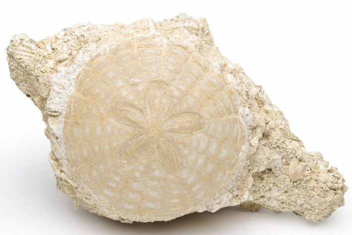 Fossil Sand Dollar (Scutella) - France #227719